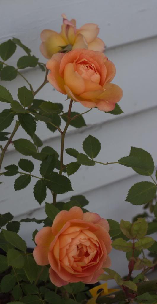 Lady of Shalot photo LadyofShalott2_zps998aa1a5.jpg